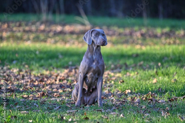 Obraz dog on the grass