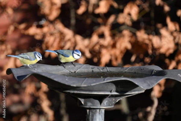 Obraz blue tits on a bird bath