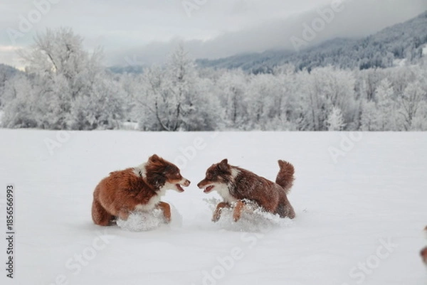 Obraz Two dogs playing in the snow