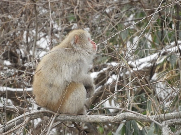 Obraz 白神山地のニホンザル