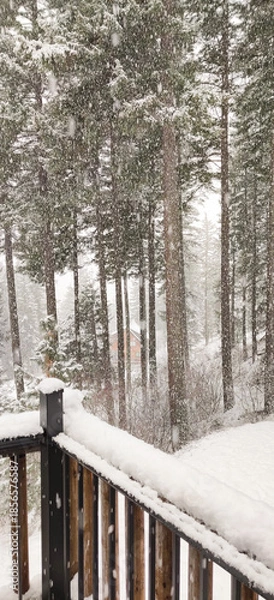 Obraz winter in the forest