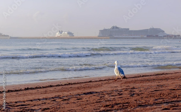Obraz seagull on the beach