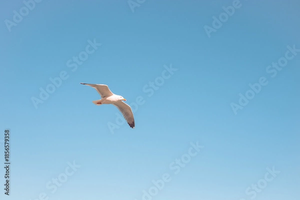 Obraz seagull in the sky