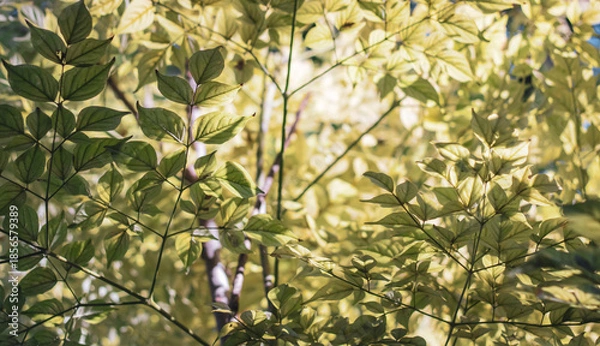 Obraz green leaves background