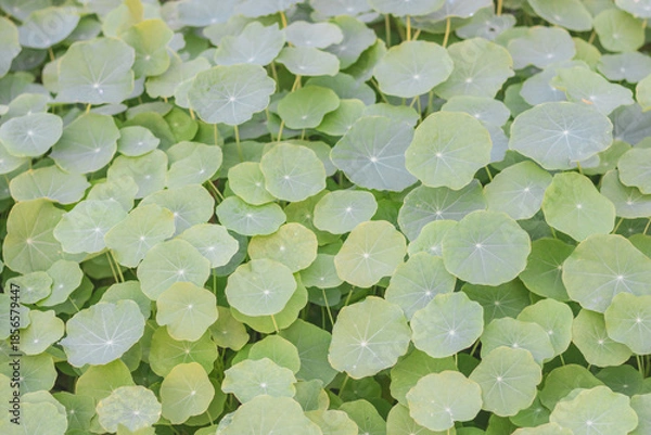 Obraz green leaves background