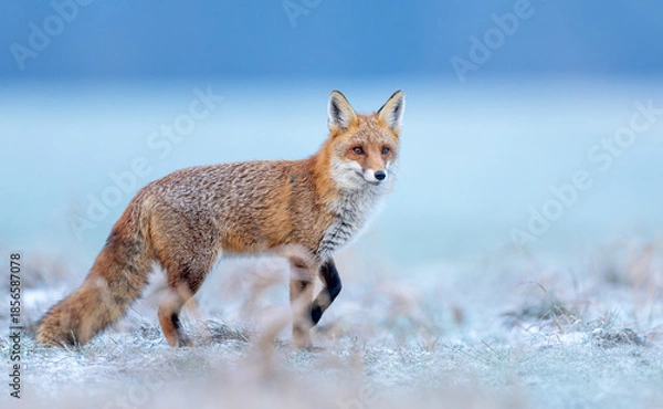 Obraz Red fox ( Vulpes vulpes ) in winter scenery