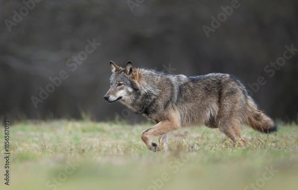 Obraz Grey wolf ( Canis lupus ) close up