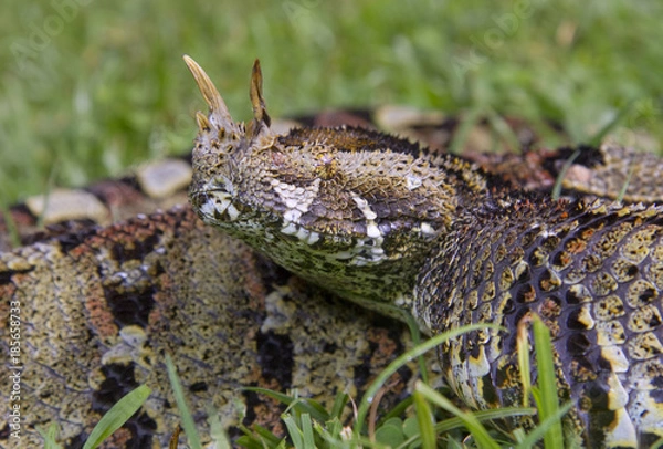 Obraz Rhinoceros viper (Bitis nasicornis) portrait, Kakamega forest, Kenya.
