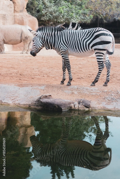 Obraz zebra in water