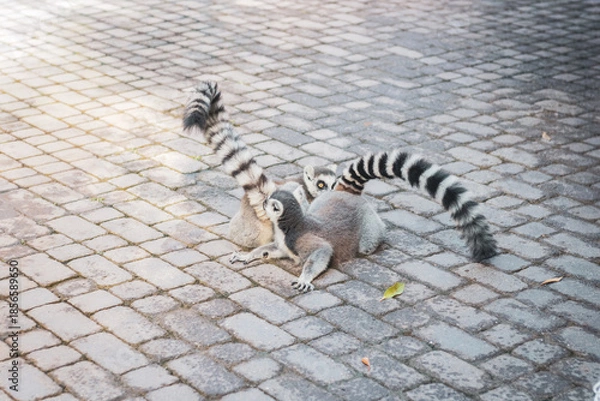 Obraz lemurs on the road
