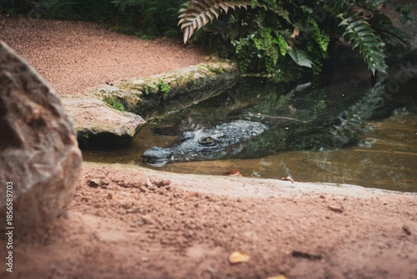 Obraz crocodile in the water