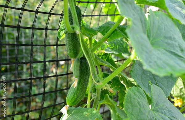 Obraz Fresh Young Cucumbers Growing on a Trellis in a Garden copy space