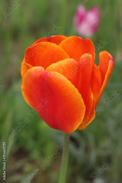 Obraz 日本の春の庭に咲くオレンジ色のチューリップの美しい花