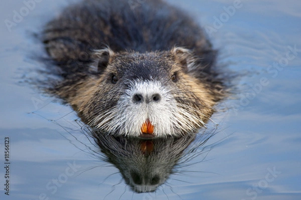 Obraz nutria