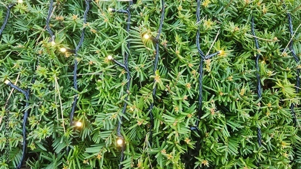 Obraz Fairy string lights on bush, string lights on bush, simple bush, simple warm string light background, string lights