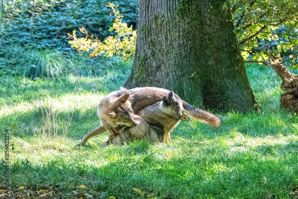 Obraz several young gray wolves playing