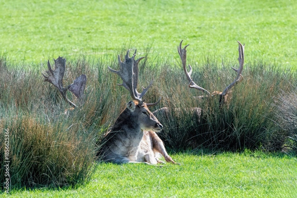 Obraz 3 deer lying in the grass