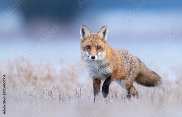 Obraz Red fox ( Vulpes vulpes ) in winter scenery