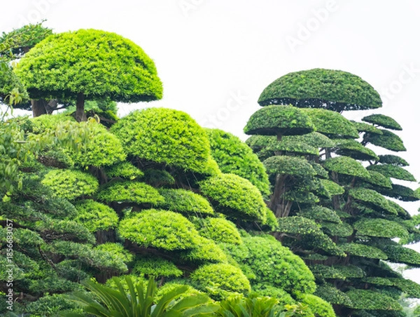 Obraz Pine bonsai growing in a garden