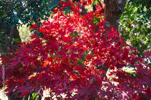 Obraz 日本神話：神聖な森と川（神宮・五十鈴川）