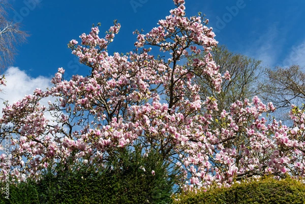 Obraz Blossoming Magnolia