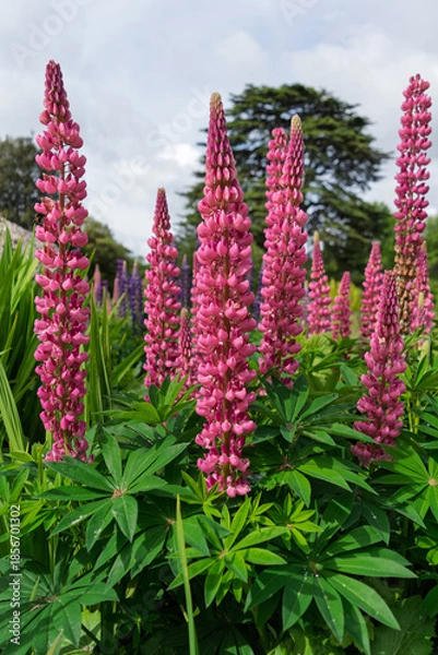 Obraz red and yellow flowers