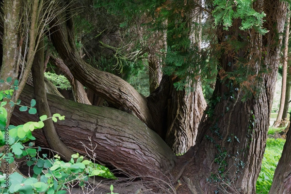 Obraz tree in the woods