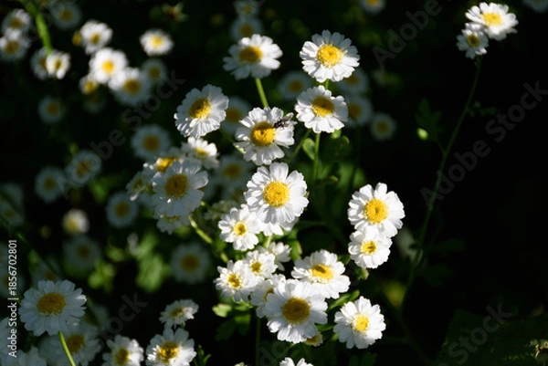 Obraz Daisies 02
