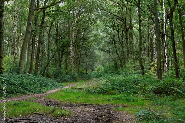 Obraz path in the woods