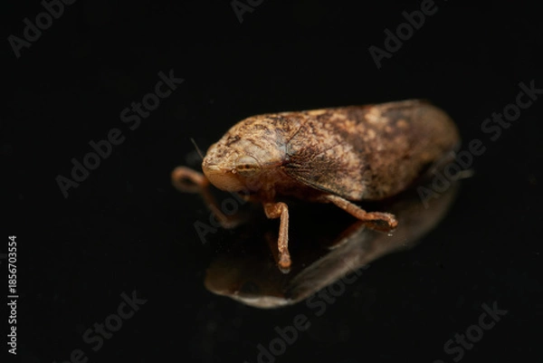 Fototapeta Spittlebug macro insect reflected on black surface