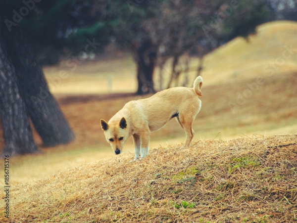 Obraz 불로동 고분군 들개 (떠돌이개)