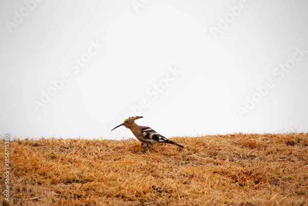 Obraz 걸어다니는 후투티 새