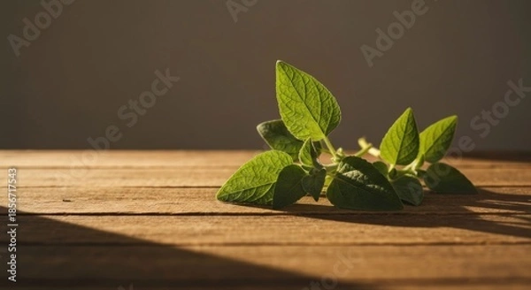 Fototapeta Sunlit oregano sprig rests on rustic wooden surface