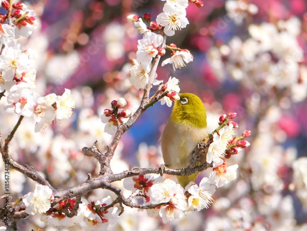 Obraz 日本、冬、梅の蜜を啄むメジロ