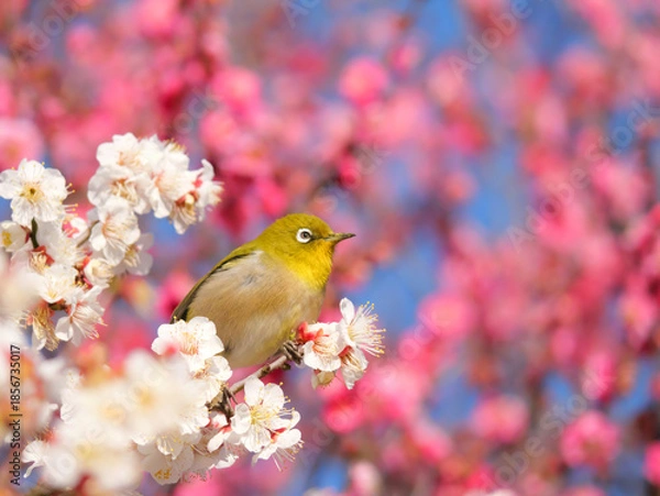 Obraz 日本、冬、梅の花とメジロ