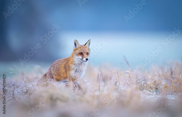 Obraz Red fox ( Vulpes vulpes ) in winter scenery