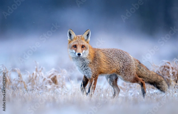 Obraz Red fox ( Vulpes vulpes ) in winter scenery