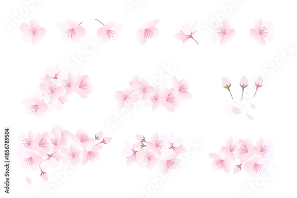 Obraz 桜の花が咲いている様子のイラストと桜の花の素材(桜の花はそれぞればらばらに動かせます)