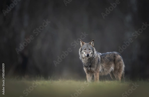 Obraz Grey wolf ( Canis lupus ) close up