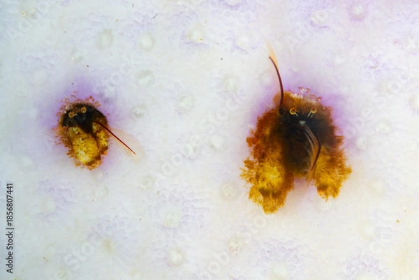 Obraz A pair of tiny coral hermit crabs, Paguritta sp., live in a bleached coral on a shallow reef in Raja Ampat, Indonesia. These small crustaceans use their antennae to capture passing planktonic food. 