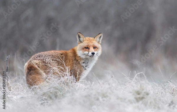 Obraz Red fox ( Vulpes vulpes ) in winter scenery