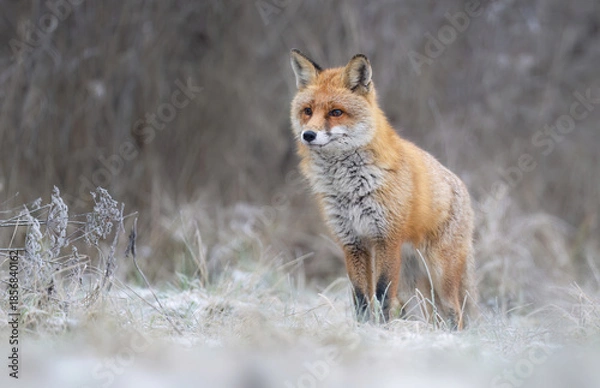 Obraz Red fox ( Vulpes vulpes ) in winter scenery