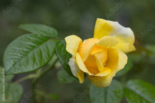 Fototapeta Rose jaune