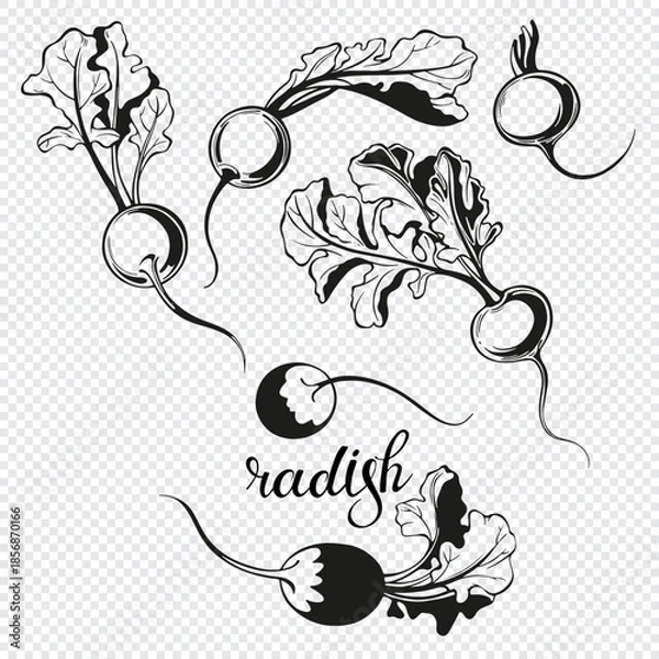 Obraz Radish, isolated vector elements on transparent background. Hand drawn set.