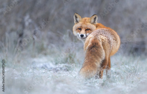 Fototapeta Red fox ( Vulpes vulpes ) in winter scenery