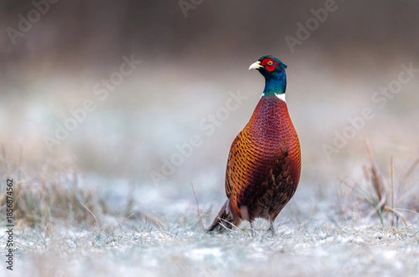 Obraz Ringneck Pheasant (Phasianus colchicus) male close up
