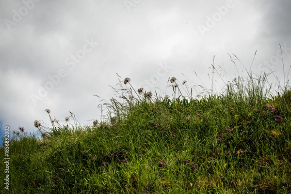 Obraz Grasses and overcast sky