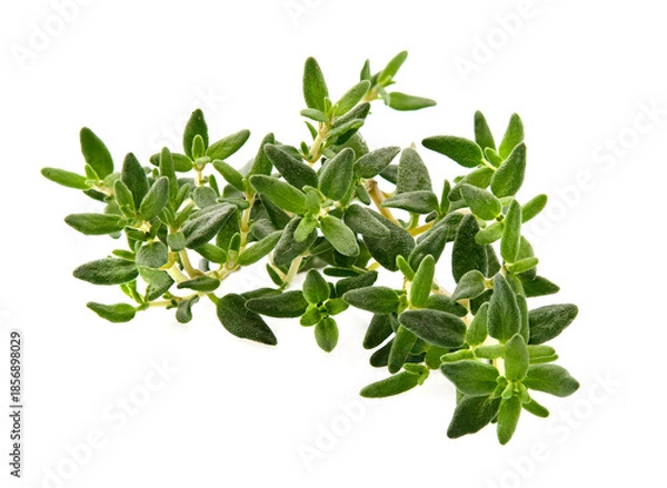 Obraz Thyme isolated on white background. Herbs fresh.