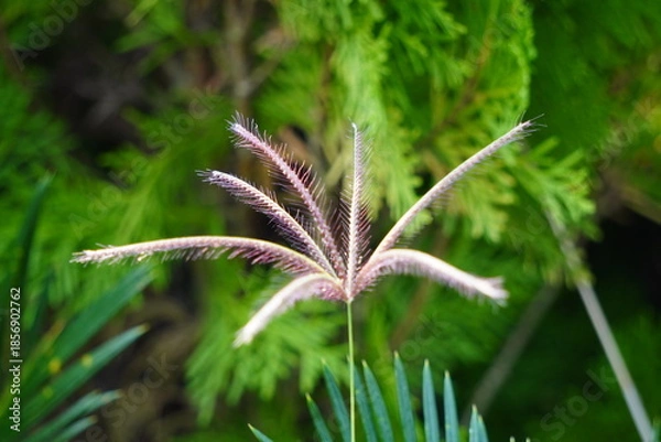 Obraz Grevillea Robusta Spider Flower Closeup