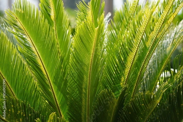 Obraz Vibrant Areca Palm Fronds Closeup